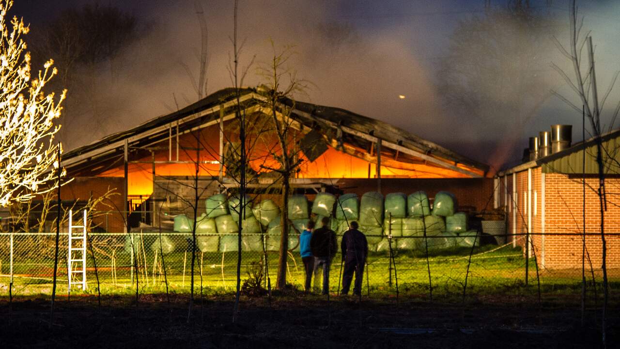Duizenden varkens dood door brand