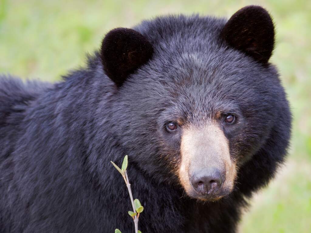 Presidentskandidaat Kennedy dumpte 'als grap' dode beer in New York in 2014