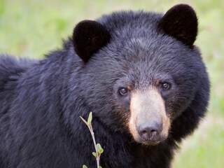 Dode beer New York aangereden