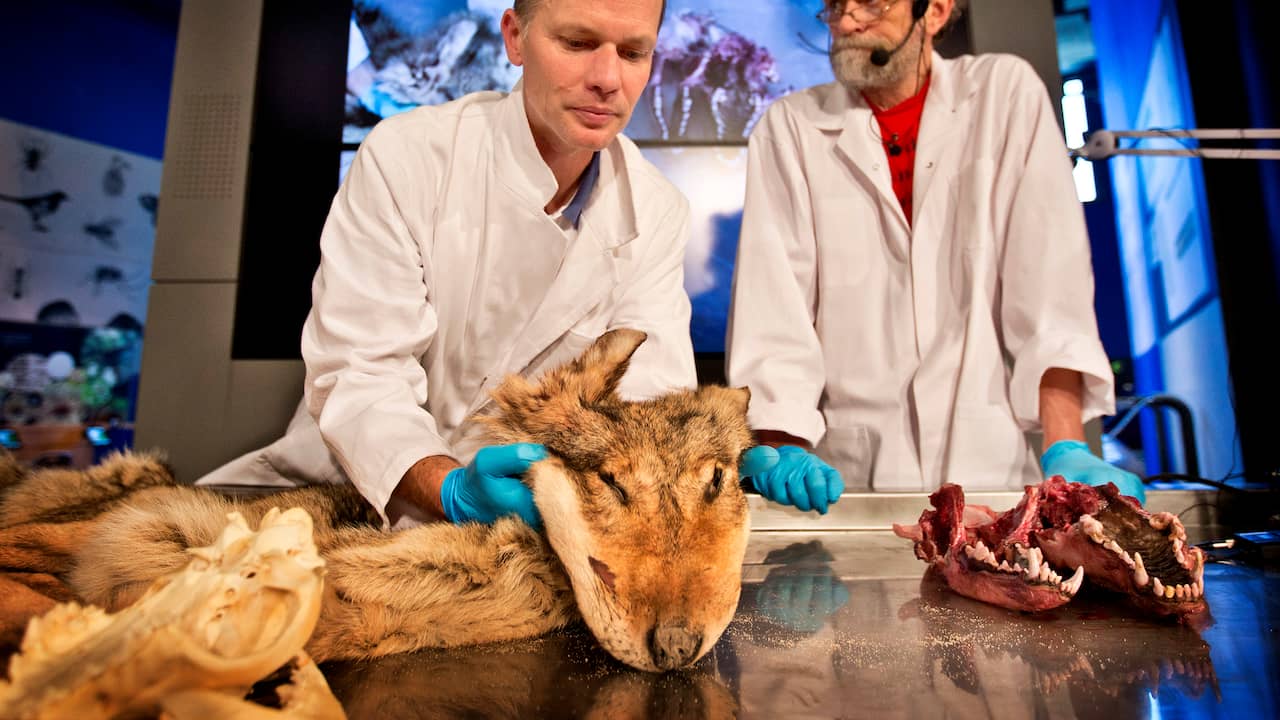 Naturalis 'voor 98 procent' zeker van wolf in Luttelgeest