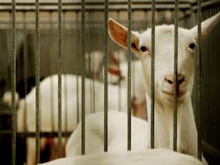 'Alternatieven voor dierproeven in wetenschap zijn te omslachtig'