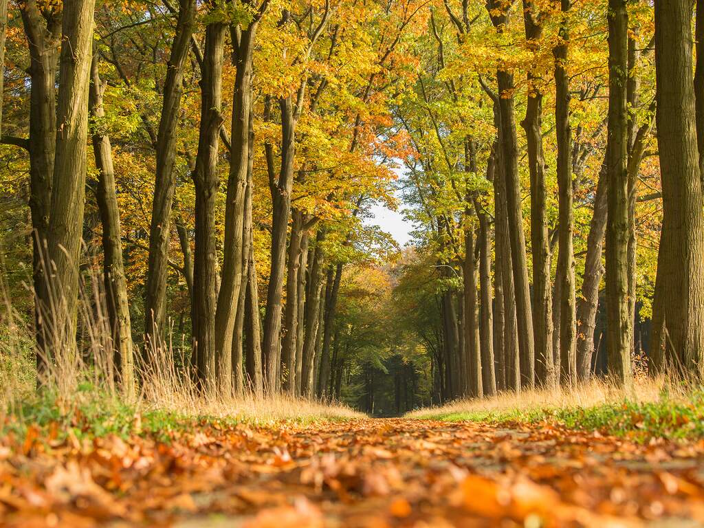 De zon schijnt en het is prachtig in het bos