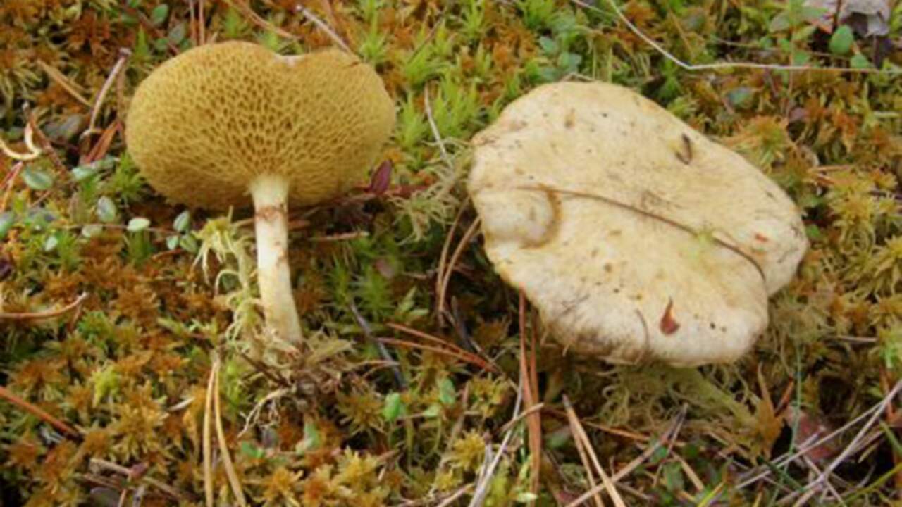 Zeldzame moerasringboleet gezien in Drenthe