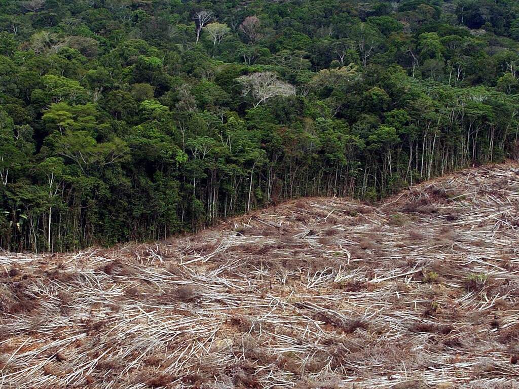In Brazilië, het grootste Amazoneland, viel tussen augustus 2013 en juli 2014 naar schatting 4848 vierkante kilometer regenwoud ten prooi aan de kettingzaag of aan aangestoken branden.