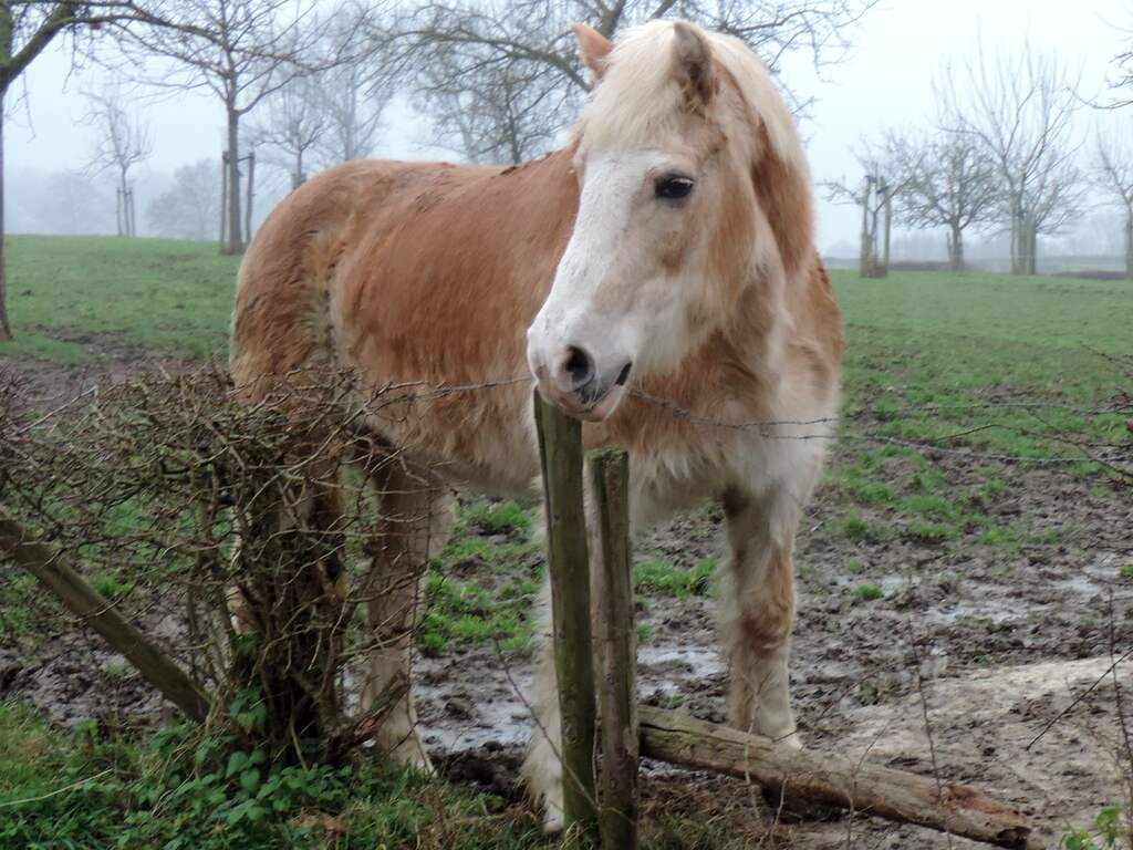 Paard in een nat, grijs, nevelig en druilerig Hurpesch.