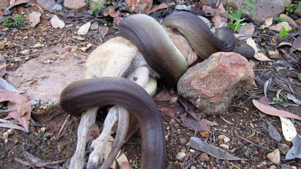 Python verslindt wallaby in Australisch natuurpark | Overig | NU.nl