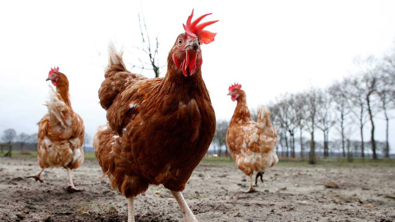Milde vorm van vogelgriep vastgesteld op bedrijf in Friesland