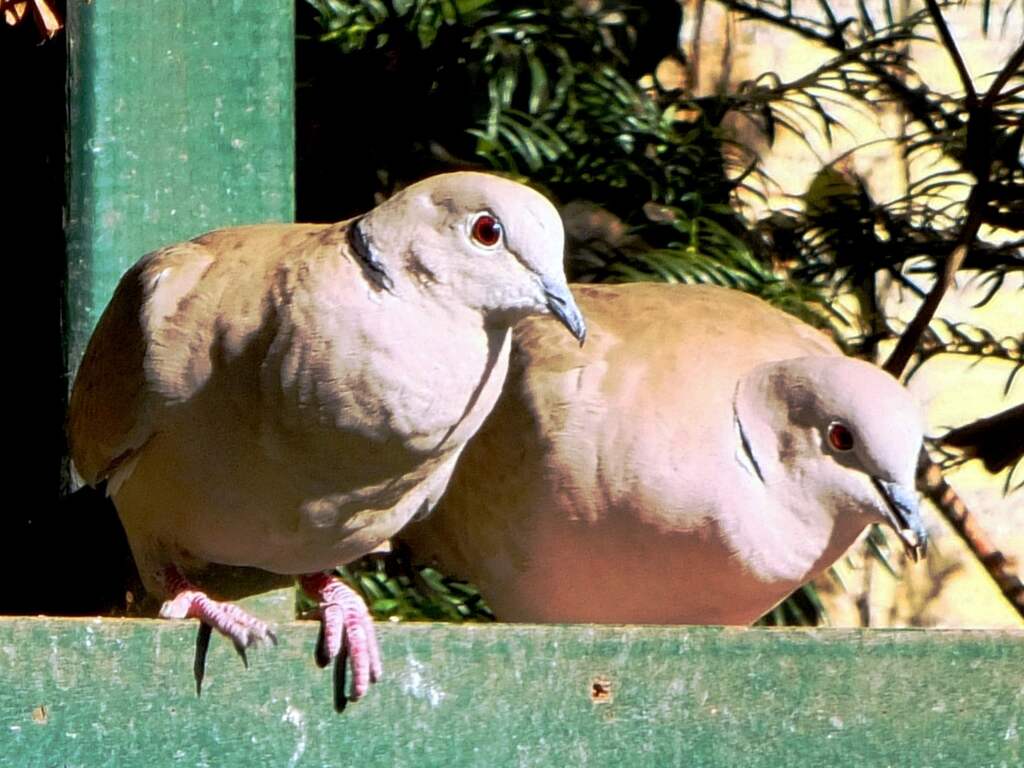 Tortelduifjes in voorjaar stemming.