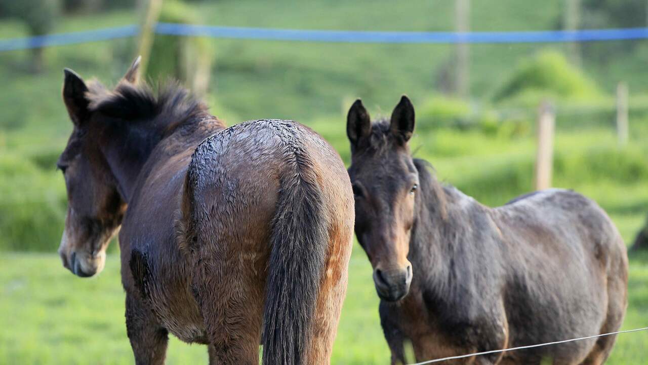 Paardenbeul slaat meerdere malen toe in Twente