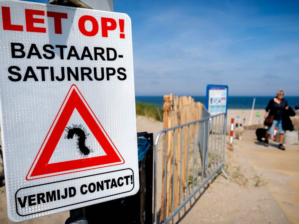 Let op! Bastaardsatijnrups