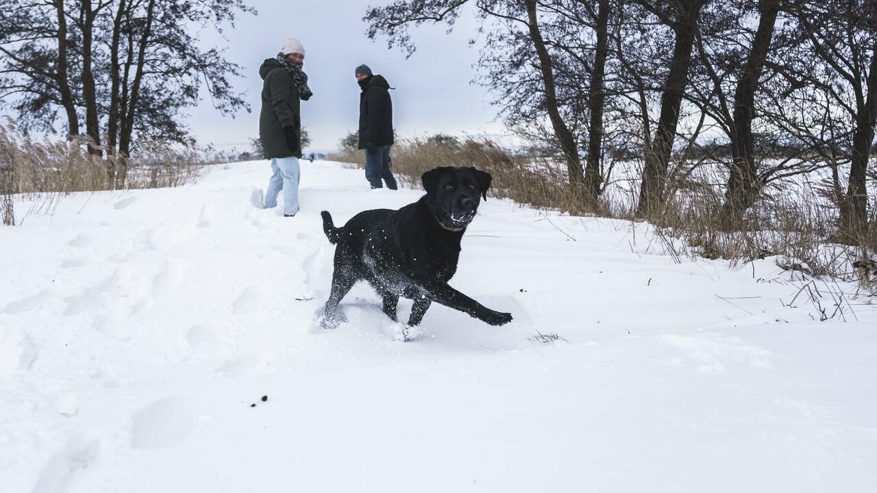 Strenge vorst, dik pak sneeuw en code rood, maar het was geen koude ...