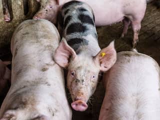 Lopen Brabanders door fijnstof een groter risico op coronabesmetting?