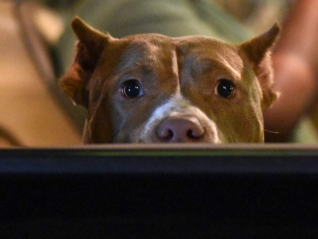 Persoon doodgereden die vermoedelijk achter hond aan A58 opliep