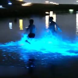 Video | Nederlandse kust kleurt blauw dankzij zeevonk