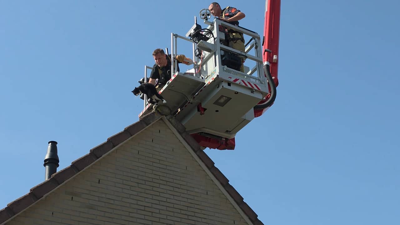 Video | Oververhitte kat op dak in Bennekom gered door brandweer