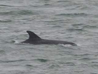 Voor het eerst sinds 2013 tuimelaar waargenomen in Oosterschelde
