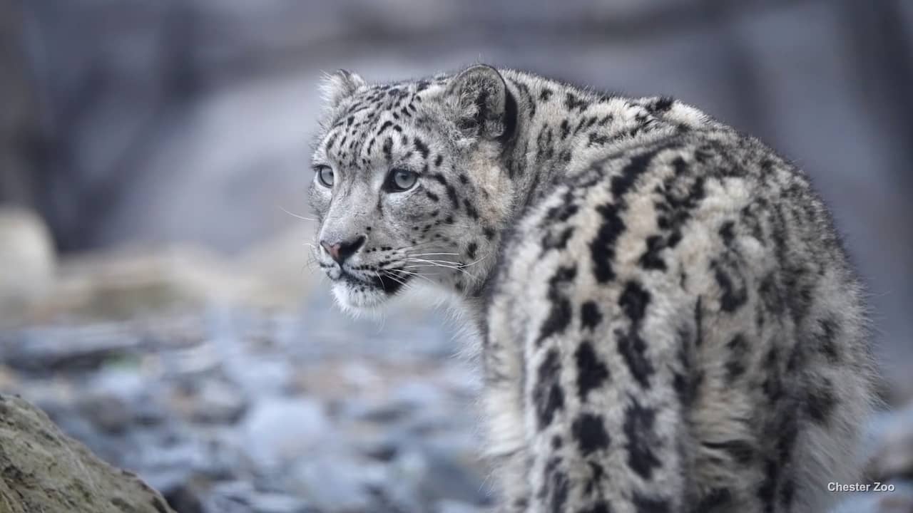 Eerste Beelden Van Zeldzame Sneeuwluipaarden In Engelse Dierentuin NU nl eerste-beelden-van-zeldzame-sneeuwluipaarden-in-engelse-dierentuin-nu-nl