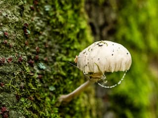 Paddenstoelen eten uit het wild leidt jaarlijks tot zeker twintig vergiftigingen