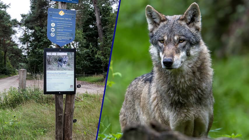 Nieuwe probleemwolf dient zich aan, maar er lijkt niks geleerd te zijn ...