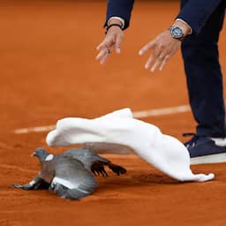 Gewonde duif valt op de baan tijdens Roland Garros-partij: 'Zag er niet goed uit'