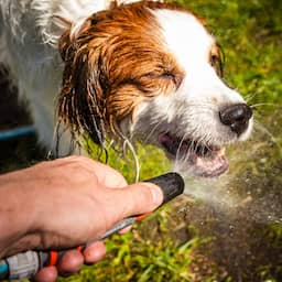 Deze juni was (net) niet de warmste ooit, ondanks eerste code rood vanwege hitte