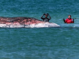 Dode walvis bij Denemarken blijkt veelbesproken bultrug Timmy te zijn