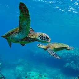 Groene zeeschildpad van uitsterven gered door betere bescherming