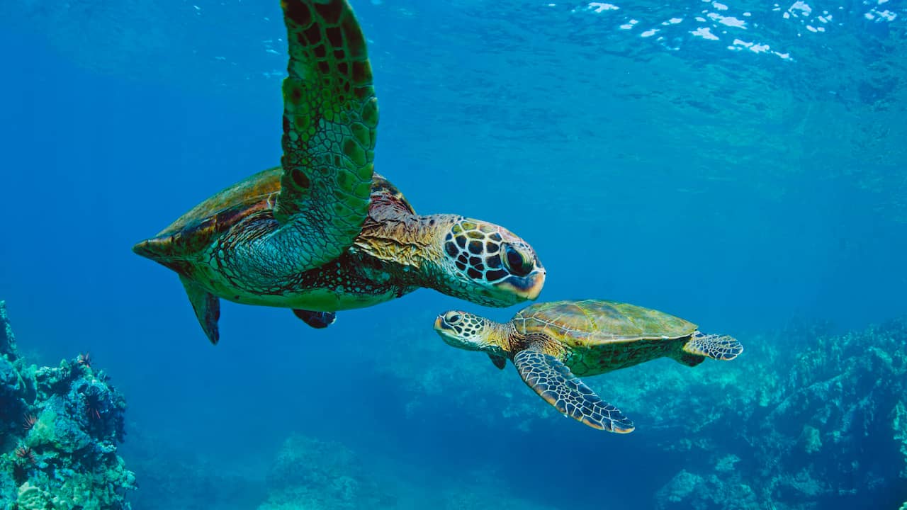 Groene zeeschildpad van uitsterven gered dankzij beter natuurbehoud