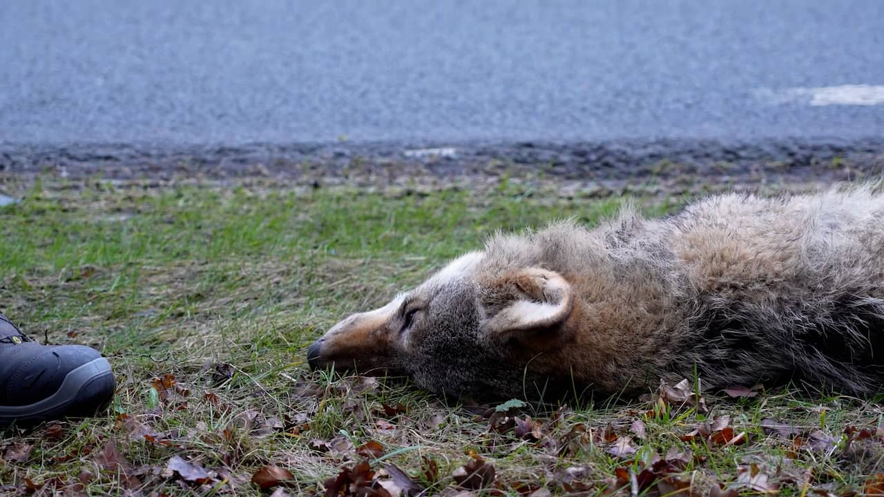 Video | Doodgereden wolf ligt naast weg bij Ermelo