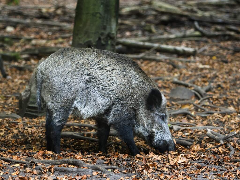 Nederlander zwaargewond doordat medejager hem aanziet voor wild zwijn