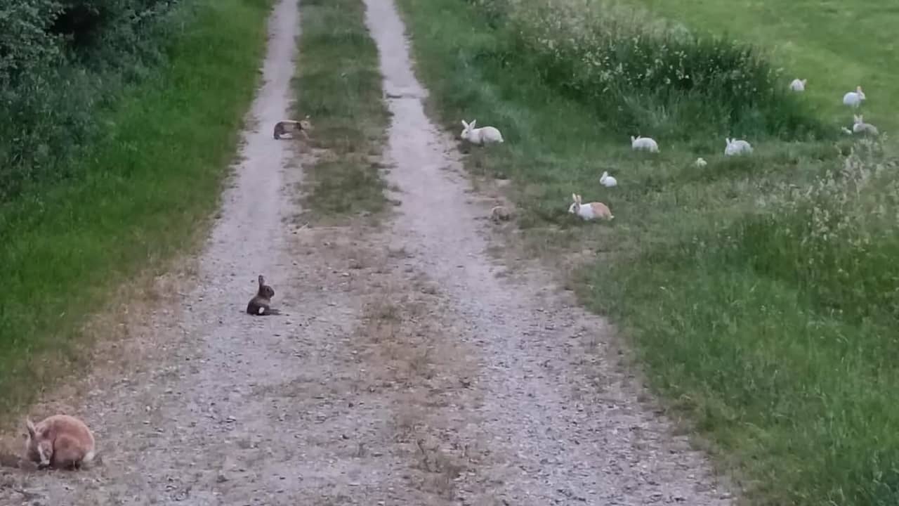 Wandelaar vindt 29 verwaarloosde tamme konijnen in Limburgs grasveld