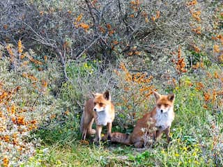 Dutch GP is niet goed voor duinen, maar veestapel is een groter probleem