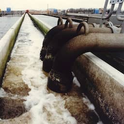 Tientallen dode eenden in Amsterdamse rioolwaterzuivering: 'Nooit in deze mate'