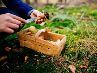 Goed paddenstoelenjaar, maar eigenlijk mag er niks uit het bos mee naar huis