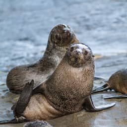 Dode zeeleeuw is eerste zoogdier in Australië waarbij vogelgriep is vastgesteld