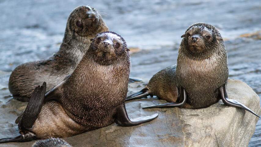 Dode zeeleeuw is eerste zoogdier in Australië waarbij vogelgriep is vastgesteld