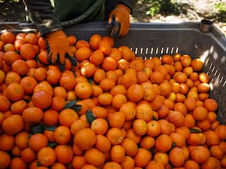 Nederland zegt nee tegen dadel uit illegale nederzetting, Europa twijfelt nog