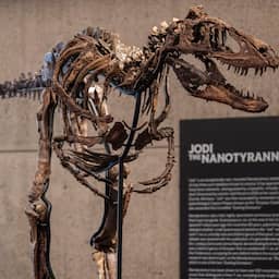 Dinoskelet geveild voor 42 miljoen euro, op één na meest waardevolle fossiel ooit