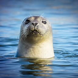 Bijzonder gebied in Noordzee krijgt mogelijk tóch bescherming na besluit rechter