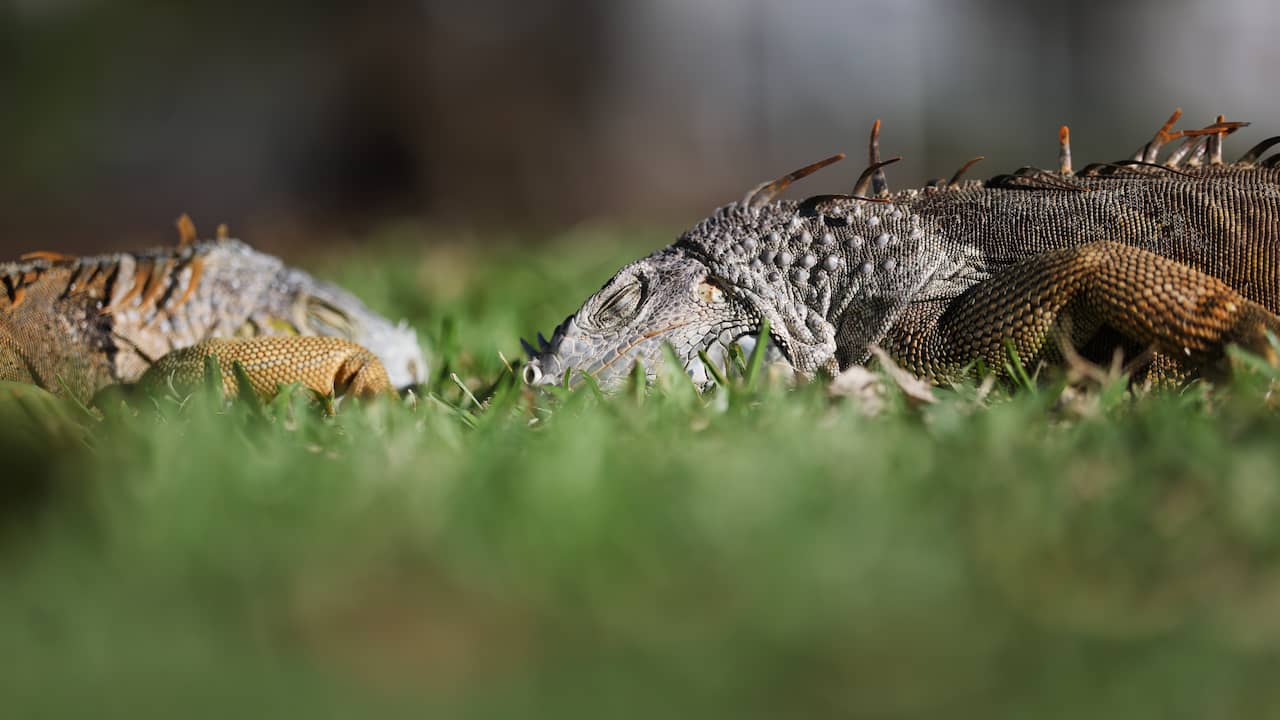 Florida laat 5.000 leguanen inslapen nadat ze door kou verlamd raakten