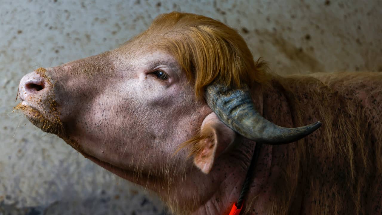 Bangladesh redt albinobuffel die op Donald Trump lijkt op nippertje van de slacht