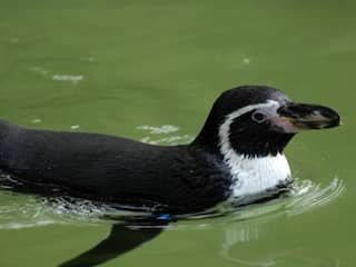 Ontsnapte pinguïn uit Avifauna zwemt 40 kilometer