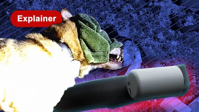 Went de wolf echt aan de mens? Voor het eerst wordt dit onderzocht