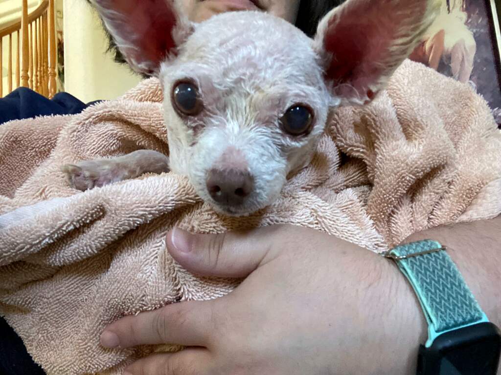 Amerikaanse vrouw vindt verloren hondje na negen jaar terug: 'Een wonder'