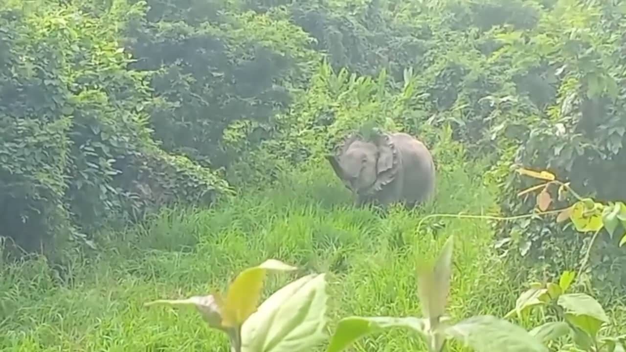 Boswachters bevrijden wilde olifant van tractorband om zijn nek
