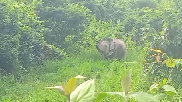 Boswachters bevrijden wilde olifant van tractorband om zijn nek
