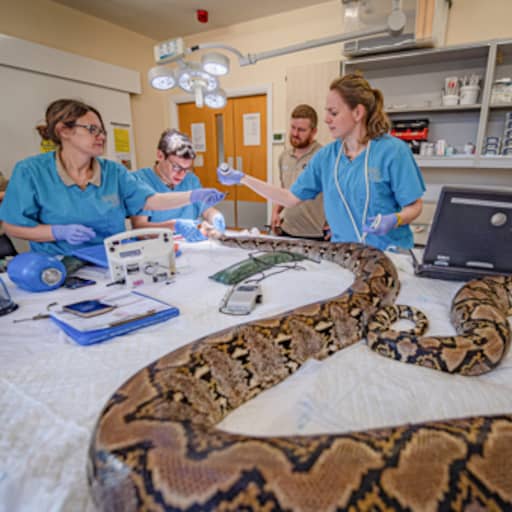 Python ondergaat als eerste slang kankerbehandeling met elektrische schokken