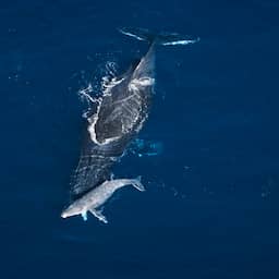 Video | Bultrug in Australië rouwt om doodgeboren jong op unieke beelden