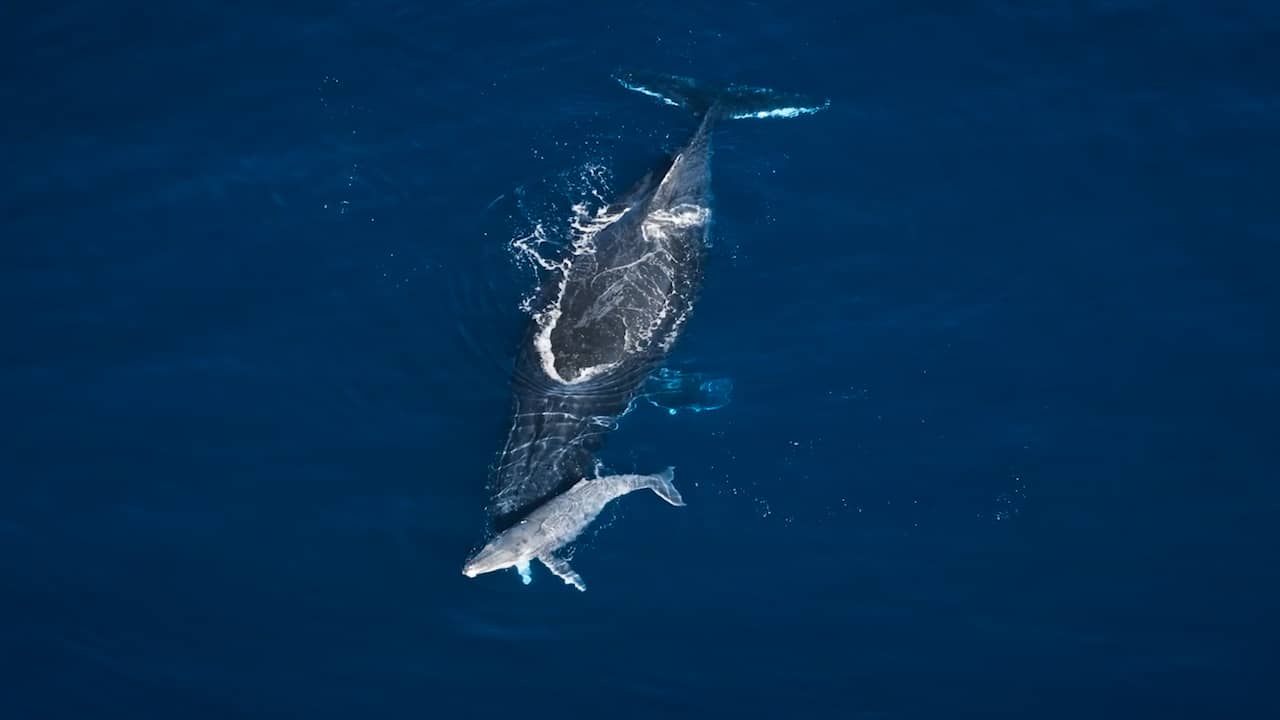 Foto bij Video | Bultrug in Australië rouwt om doodgeboren jong op unieke beelden