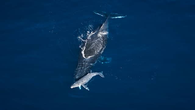Bultrug in Australië rouwt om doodgeboren jong op unieke beelden
